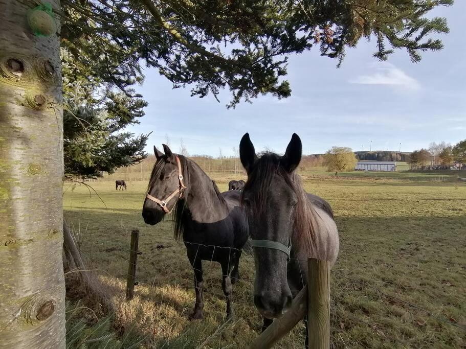 Ferienwohnung In Mittelsaida Grosshartmannsdorf Esterno foto